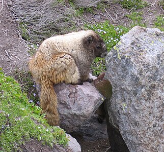 Griza marmoto (Marmota caligata), Mt. Rainier National Park