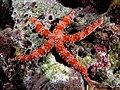 Grande stella marina rossa trovata nel Parco nazionale di Komodo, Indonesia.