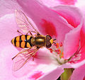 27. Zengőlégy (Syrphidae család) egy virágon. (javítás)/(csere)