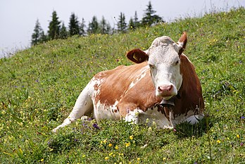 Vaca (Bos taurus), provavelmente da raça Simental, fotografada perto do lago Oeschinen, região de Oberland Bernês, Suíça. (definição 3 872 × 2 592)