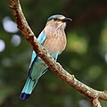 9 Indian roller (Coracias benghalensis benghalensis) uploaded by Charlesjsharp, nominated by Charlesjsharp