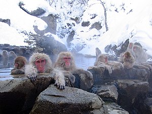 温泉につかるニホンザル (Macaca fuscata)、長野県の地獄谷野猿公苑にて 作者：Yosemite