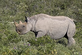 South-western black rhinoceros (Diceros bicornis occidentalis) female