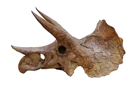 גולגולת של Triceratops prorsus מאופיינת בחוטם ומקור קצרים יחסית וקרן-אף ארוכה הפונה קדימה.