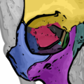 Le ossa che costituiscono la cavità orbitaria. L'osso zigomatico è rappresentato in blu.