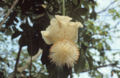 Baobab flower