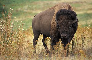 Amerikoonsk Biison (Bison bison) NT - near threatened (nai bi trüüwet)
