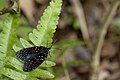 釉彩螢斑蛾（英语：Amesia sanguiflua）（斑蛾科）