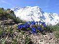 15.5 - 21.5: La muntogna Breithorn en las Alps Svizras cun ina giansauna curta (Gentiana brachyphylla) davant.
