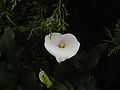 Fiore di calla / Calla lily.