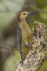Golden-fronted (Velasquez's) woodpecker Melanerpes aurifrons ♂Honduras