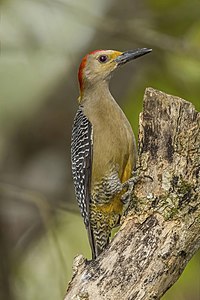 Golden-fronted (Velasquez's) woodpecker (Melanerpes aurifrons) male Copan