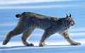 30.7 - 5.8: In luf-tscherver canadais (Lynx canadensis) s'avischina ad in lai en il sid dal Yukon en Canada.