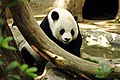 פנדה ענקית בוגרת בגן החיות של סן-דייגו