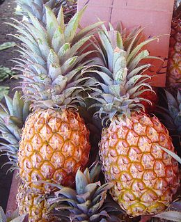 Valgomasis ananasas (Ananas comosus)