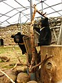 Гімаляйскія медзьведзяняты