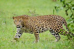 インドヒョウ Panthera pardus fusca