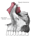 Articolazione delle ossa nasali e lacrimali con il mascellare.