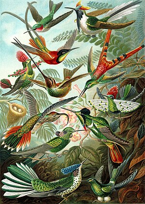 Diversaj kolibroj en Kunstformen der Natur de Ernst Haeckel, 1904