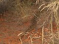 Šnypščioji Afrikos margė įprastinėje gyvenamojoje vietoje (Namibija)
