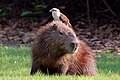 7. Kapibara (Hydrochoerus hydrochaeris) hátán pihenő pásztorkarakara (Milvago chimachima) (javítás)/(csere)