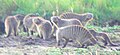 Pack of Banded Mongooses—not very good, but it shows their social behavior