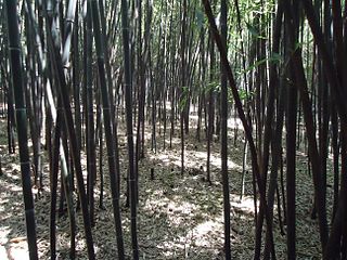 Alas bambu ing Rutgers Gardens, North Brunswick, New Jersey