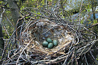 Nest mit Eiern