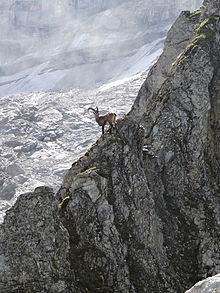 Stambecco in un habitat alpino