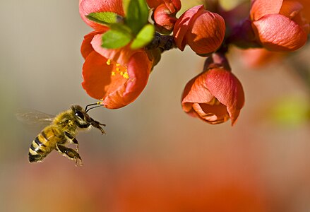 一隻飛緊埋朵花度嘅蜜蜂