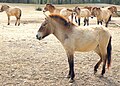 Equus przewalskii / Equus ferus przewalskii