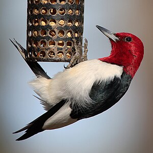 Melanerpes erythrocephalus (Red-headed Woodpecker)