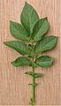 Solanum tuberosum (L.) — Kartafla