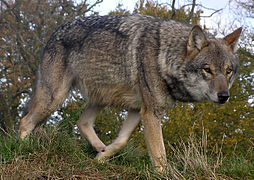 Le loup gris est à nouveau présent depuis 2011.
