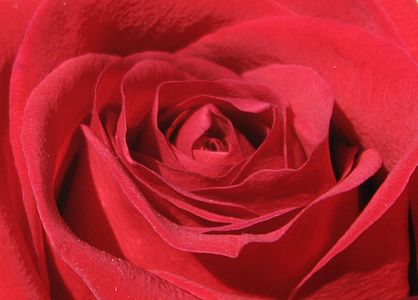 Red rose,