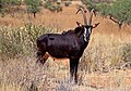 12. Fekete lóantilop (Hippotragus niger) a Tswalu Kalahári rezervátumban (Észak-Fokföld, Dél-afrikai Köztársaság) (javítás)/(csere)