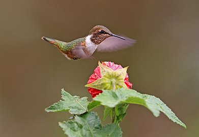 Scintillant hummingbird Selasphorus scintilla' ♀ Panama