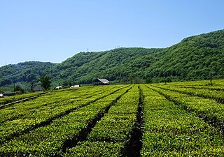 Чайные плантации у аула Ахинтам.