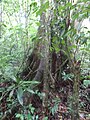 Matapalo Tree in Miraflor Nature Reserve