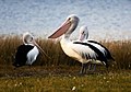 Tres pelicanos australianos descansando
