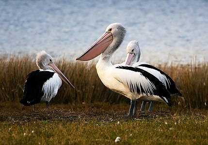 Tri Aŭstraliaj pelikanoj ripoze