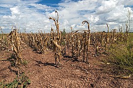 Changements agricoles. Les sécheresses, la hausse des températures et les conditions météorologiques extrêmes ont des conséquences négatif sur l'agriculture. Illustré : Texas, États-Unis[234].