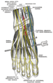 Course of nerves at the bottom of the foot.