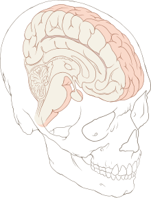 מיקומו של המוח האנושי בתוך הגולגולת. מבט על החלק הפנימי של המוח