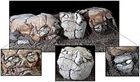 The three plastered skulls, following reconstruction and preservation processes at Yiftahel