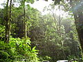 Тропска шума на острву