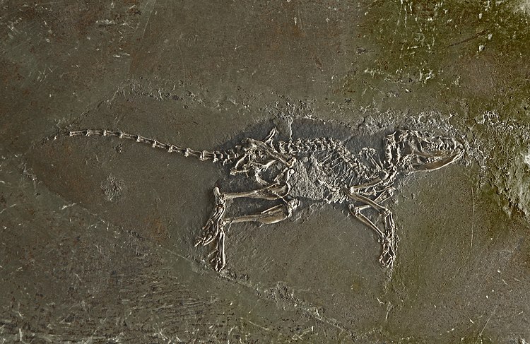 Окаменевший скелет макрокраниона из карьера Мессель в Государственном музее естествознания в Карлсруэ