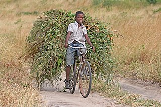 Bisikletle ailesi için hayvanlarına yem götüren Tanzanyalı çocuk