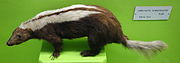 Museum exhibit of brown skunk with white stripes