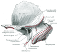 Left temporal bone. Outer surface.